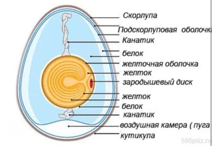 Инкубационные яйца