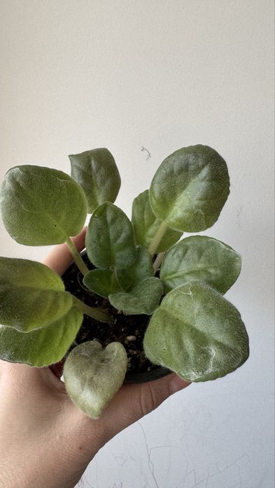 Продам молодую фиалку