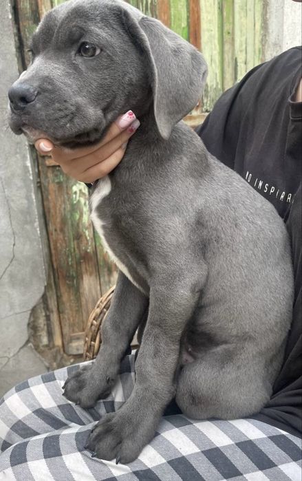 Продеются щенки Кане Корсо