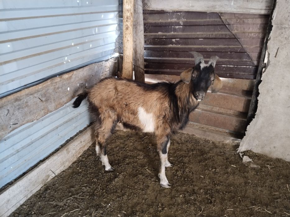 Теке сатылады 3 теке