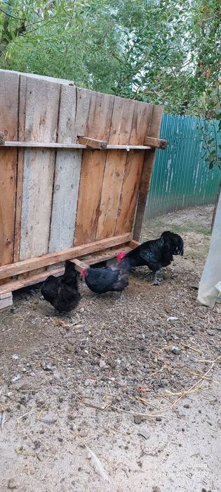 Vand familie australorp 2+1