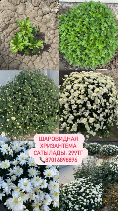 Шаровидные хризантемы разных видов