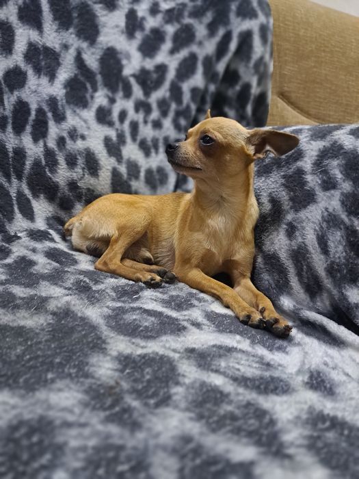 Вязка мини той терьера