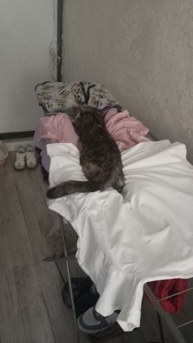 Отдаем в хорошие ручки кошечку
