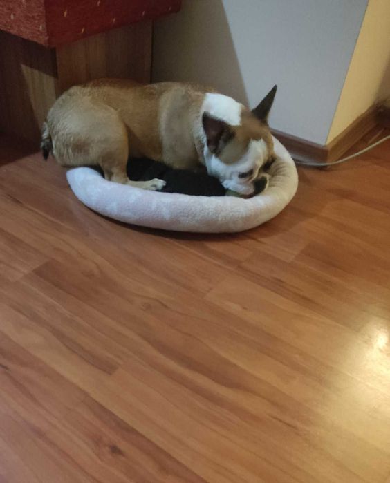 Френски   булдог