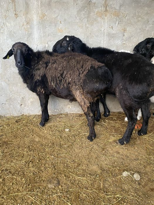 Кошкар сатылады