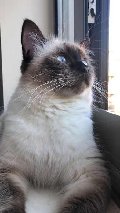 Передержка кошек и собак