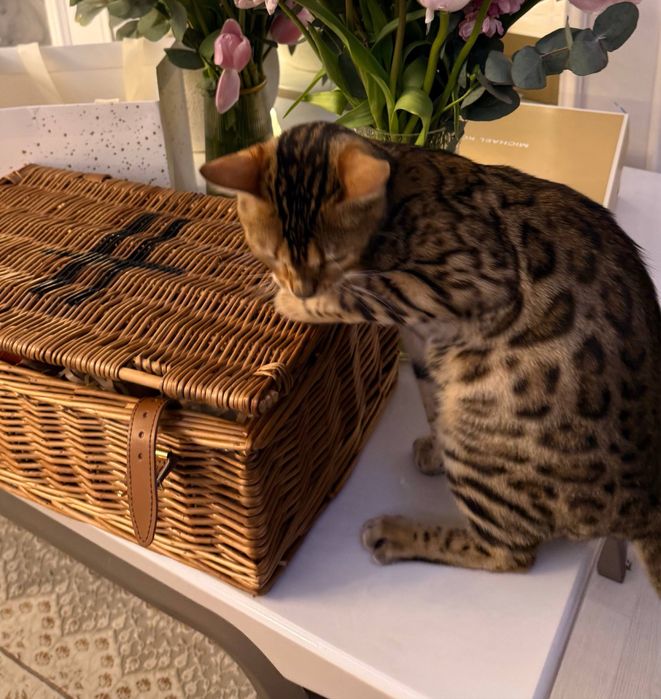 Bengal mushuk | Bengal | Toza zotli bengal