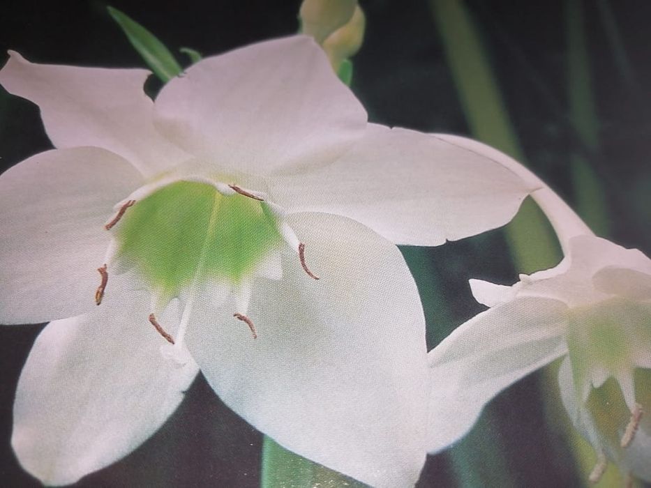 Продам комнатные растения