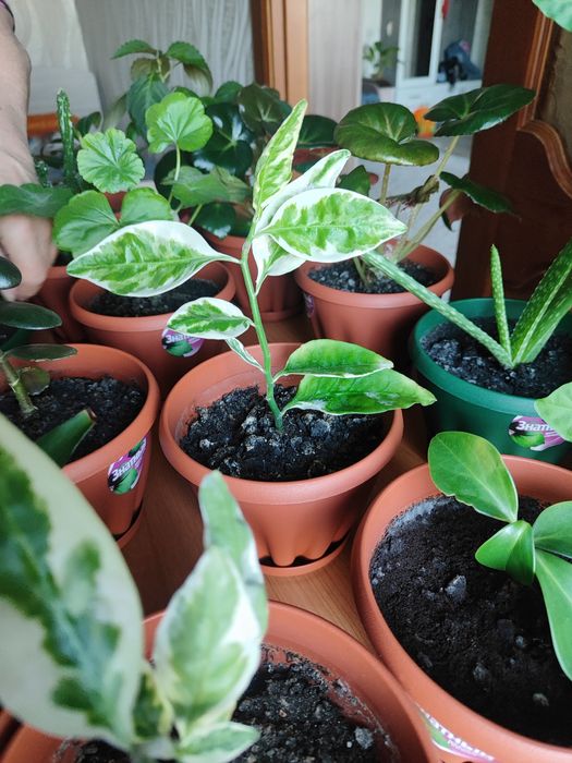 Продам комнатные цветы