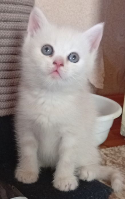Котята британские