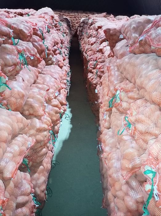 Картошка, Сорт:Артемис