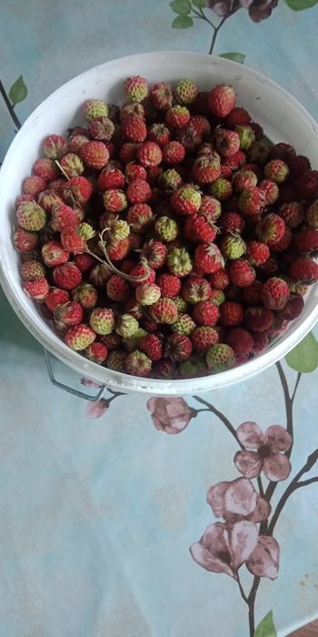 Продам землянику лесную