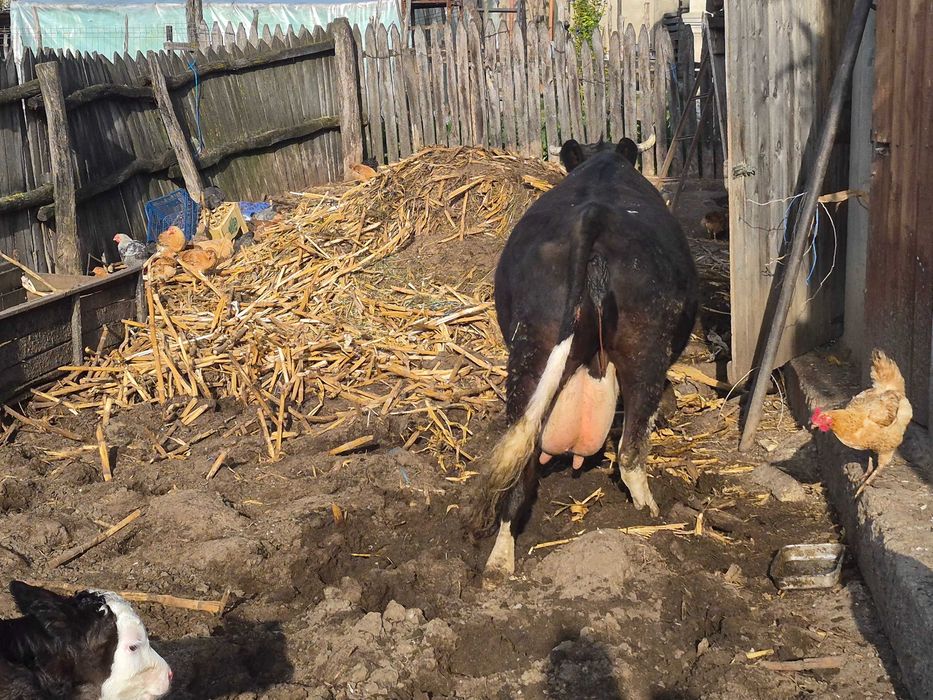 Vând vacă cu vițel