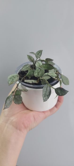 Распродаю коллекцию хоий