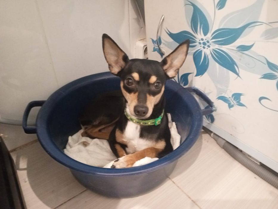 Отдам карликового пинчера