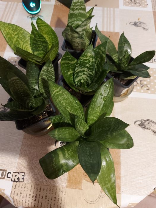 Сансевиера Хани.