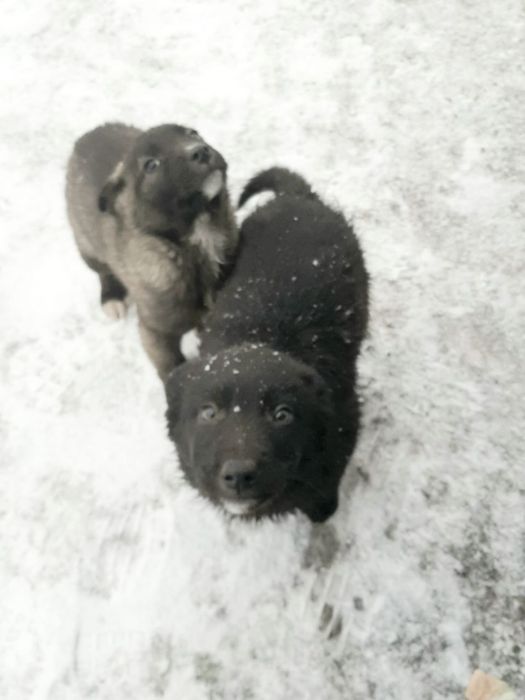 Нужен дом для этих малышей