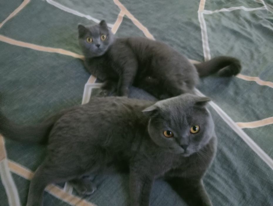 Вязка,шотландец,кот,жених,котик,котенок