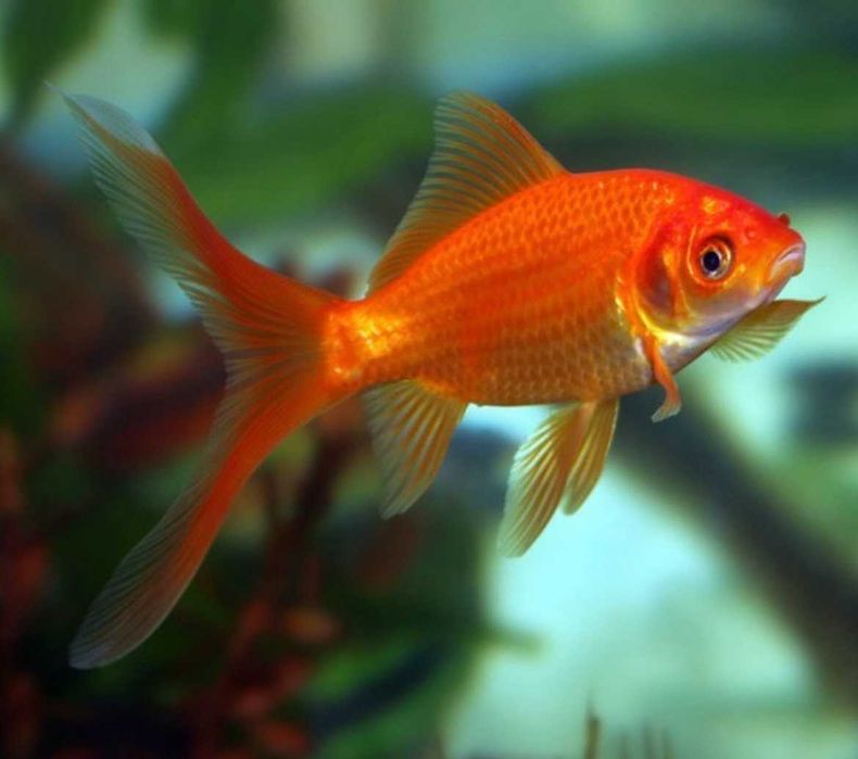 Аквариумная рыбка - Камета