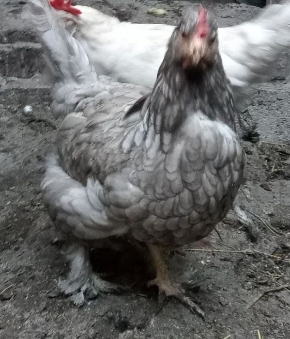 Продам красивых цыплят