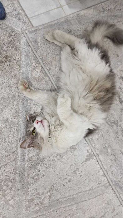 Кот сибирский отдам бесплатно