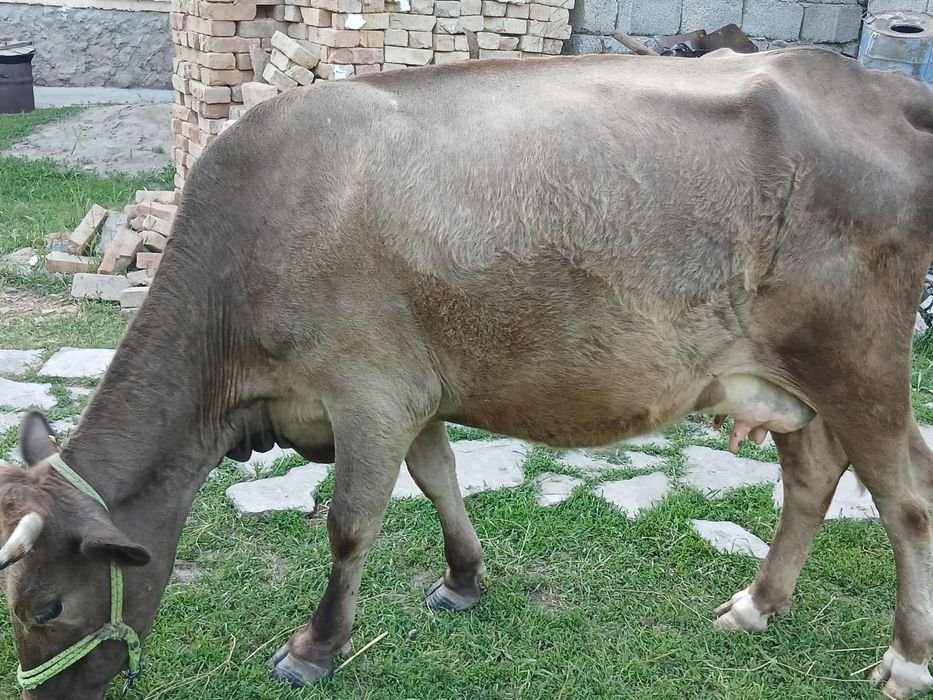 Продам дойные карова.