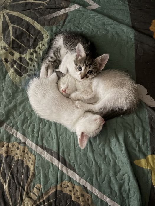 Отдам котят в добрые руки
