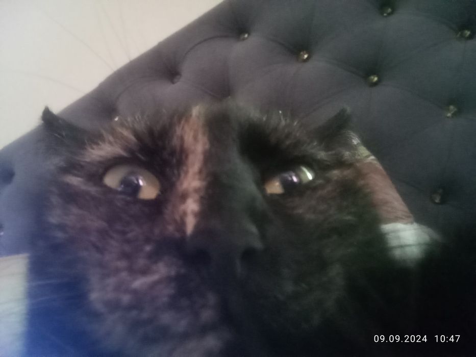 Кошка ищет добрые руки
