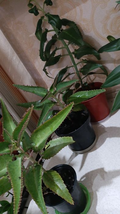 Каланхоэ лечебный