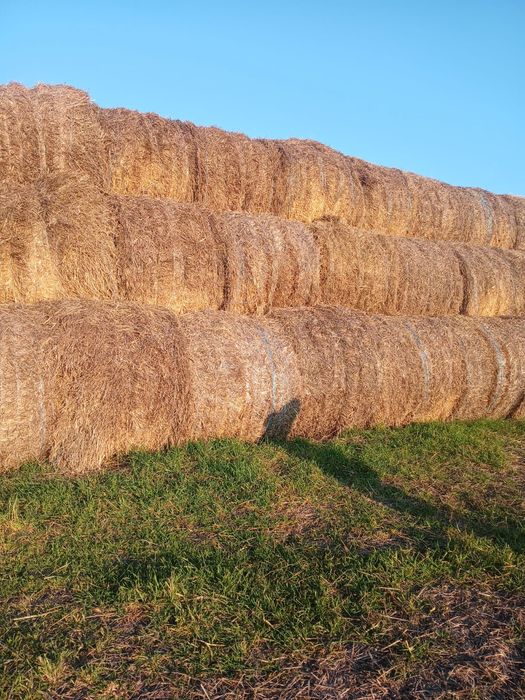 Vând baloti paie 125/150