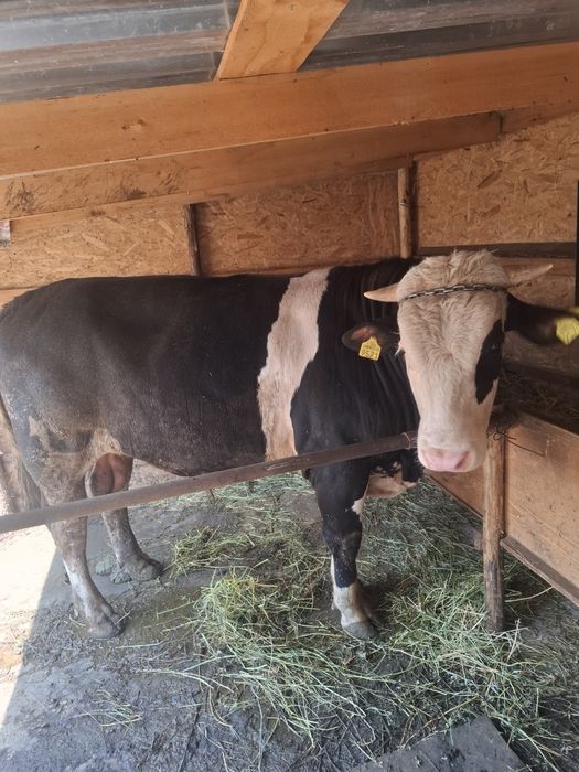 De vănzare vacă fătată recent si un taur mai multe detalii la nr telefon telefon 0741 842 024