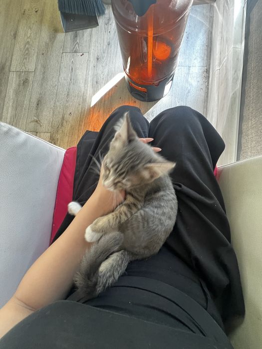 котенок маленький
