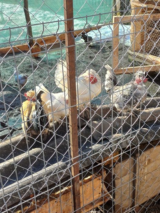 Vand oua pitica  mii de flori si motate