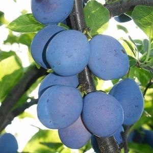 Vand prune timpurii soiul Rivers