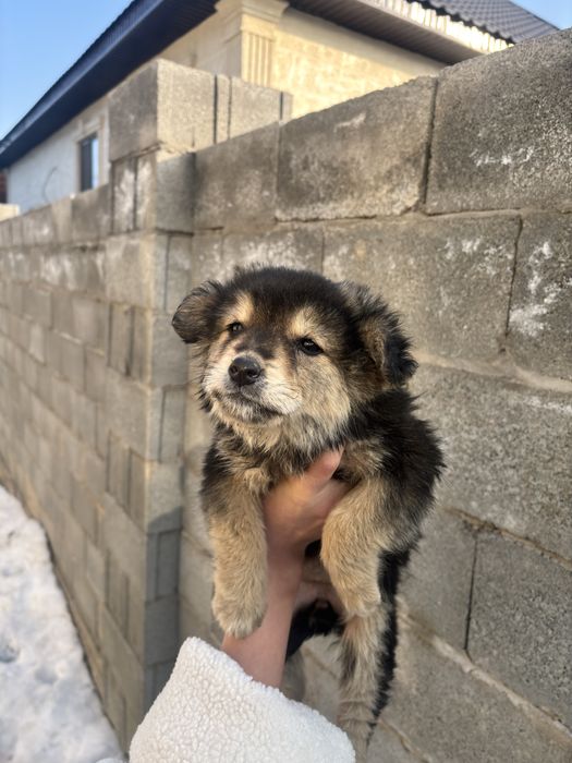 Щенок дворняшка,девочка