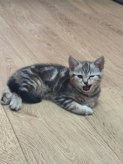 Котенок , мальчик 2 месяца