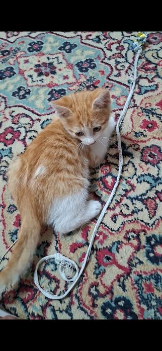 Котенок пацанчик Русик в добрые руки!