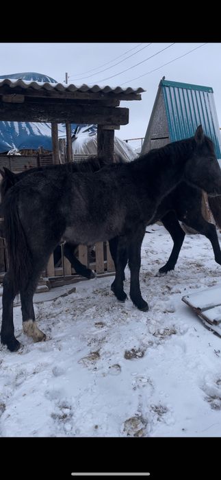 Жабағы еркек соғым