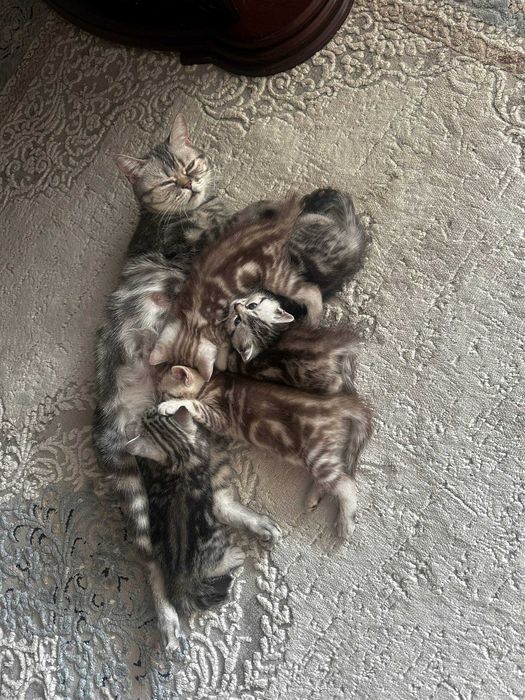 Продам шотландских котят