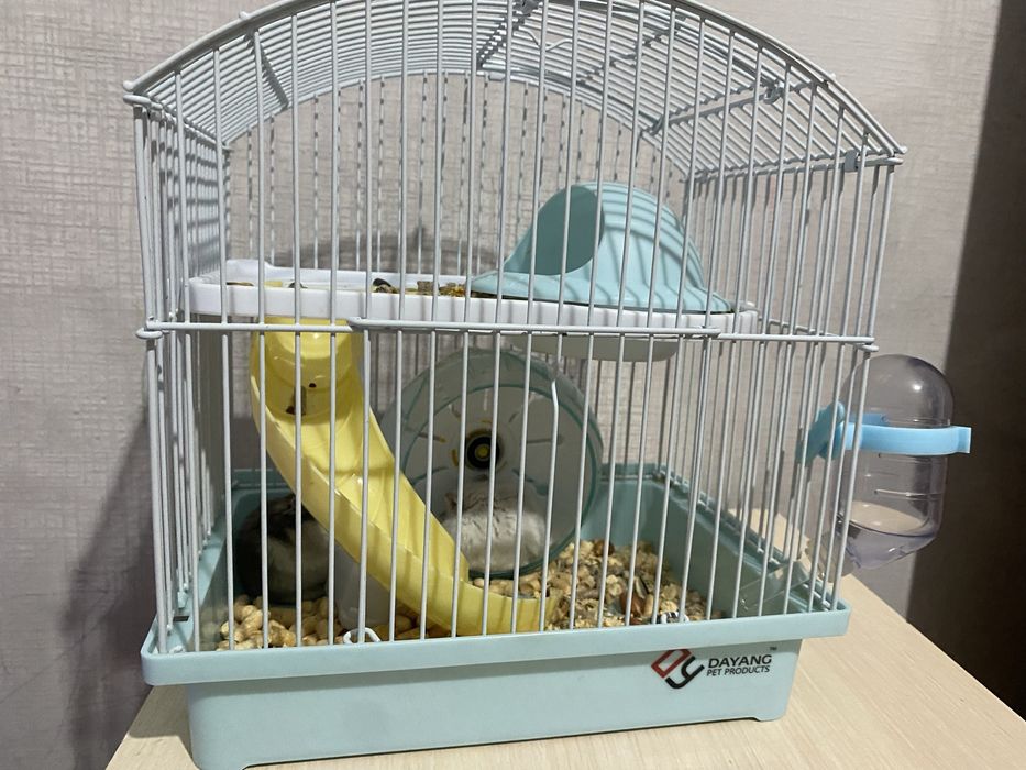 Продам хомяков 2 мальчика