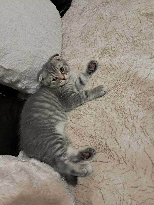 Британско късокосместо коте