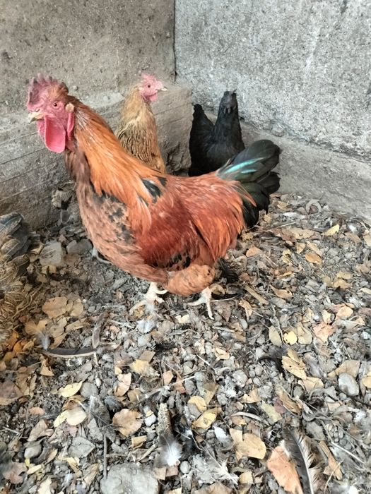 Продам петушка. Кучинка юбилейная