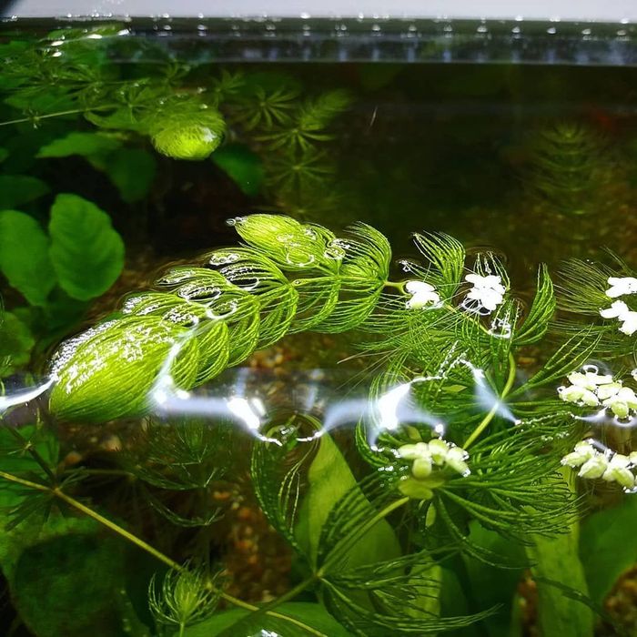 Роголистник ёлочка