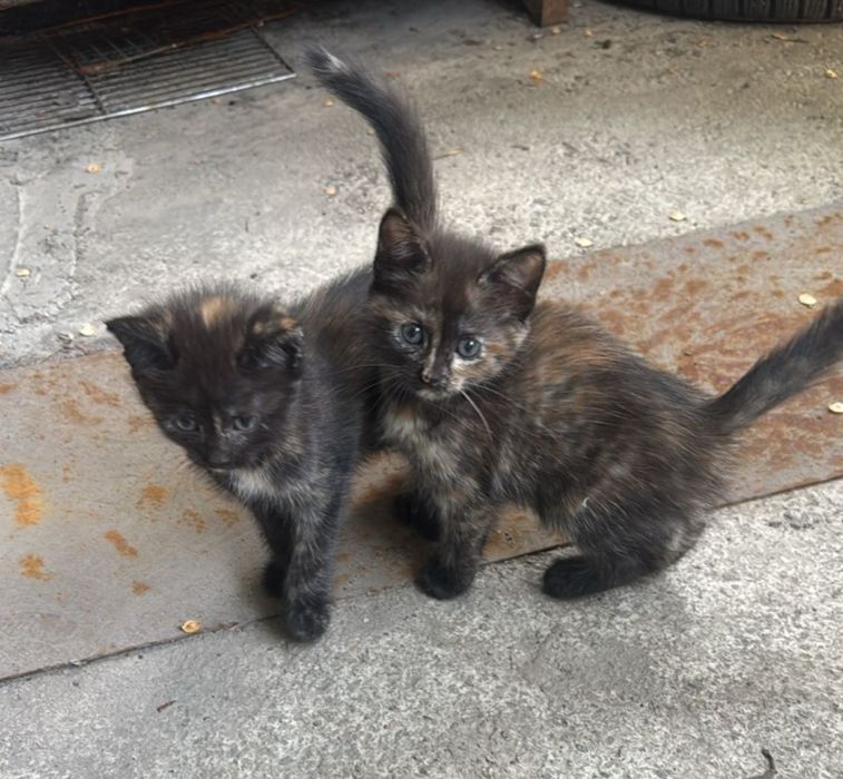 Котята бесплатно