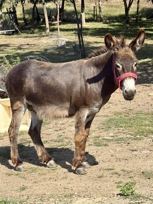 de vanzare măgar