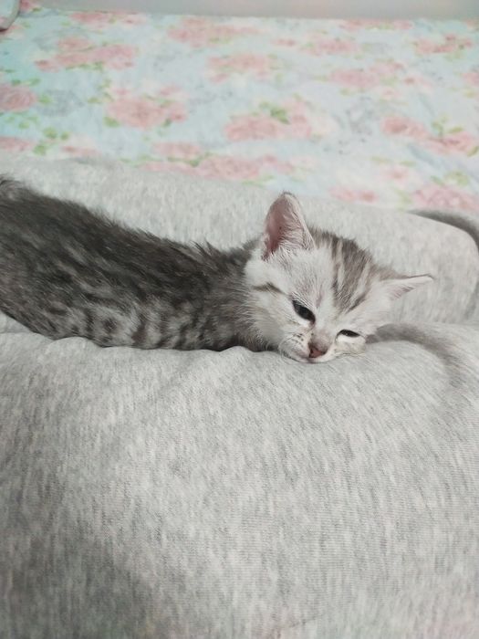 Продам котят девочка породистый