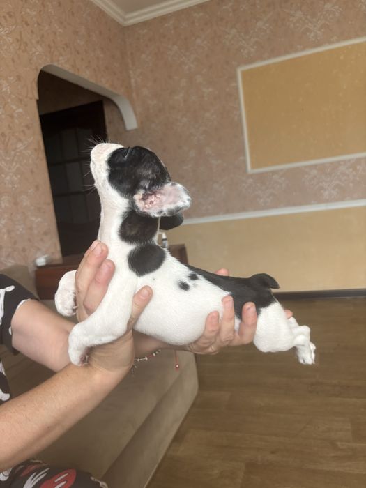 Шенки французкого бульдога