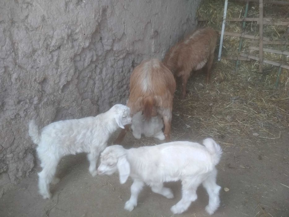 Zanin, Alpin zotli Echkilar