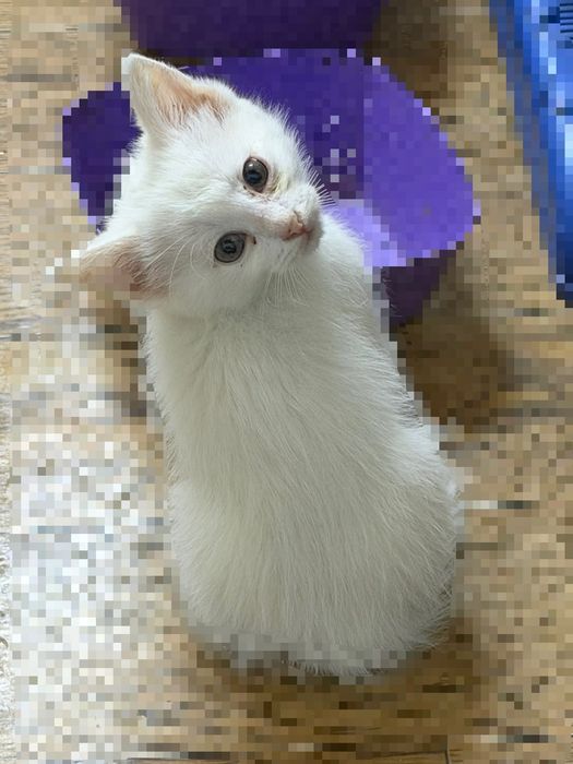 Котята в хорошие руки!
